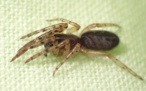Réf. 357 620 : Segestria sp.